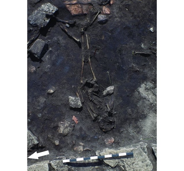 Fosil tulang belulang desa Sandby borg. (Foto: jurnal Antiquity)