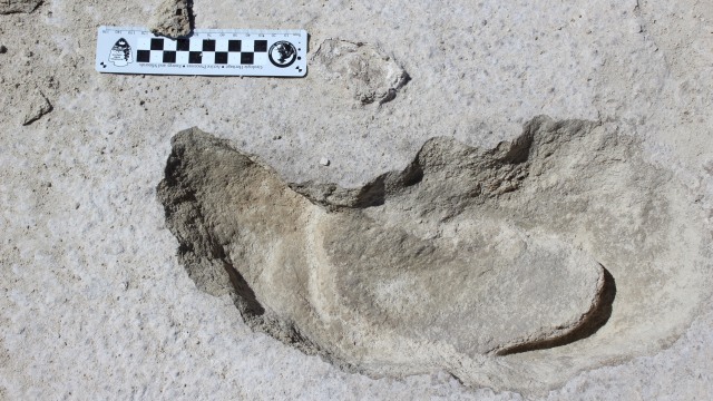 Fosil jejak kaki kungkang raksasa. (Foto: Matthew Bennett via Reuters)