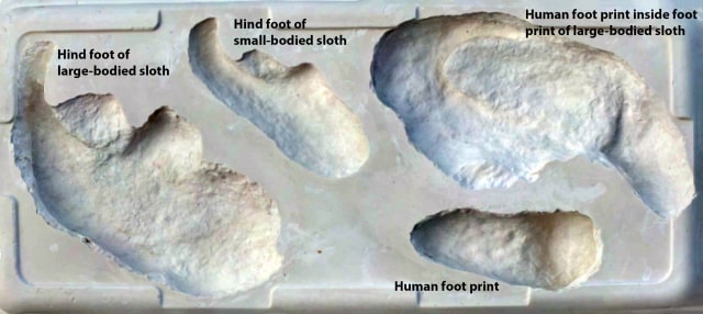 Fosil jejak kaki kungkang raksasa dan manusia. (Foto: Matthew Bennett via Reuters)