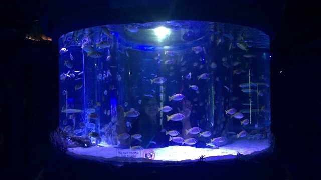 Jakarta Aquarium (Foto: Bella Cynthia/kumparan)