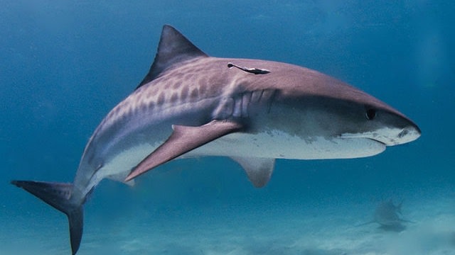 Ilustrasi hiu macan. (Foto: Albert Kok via Wikimedia Commons)