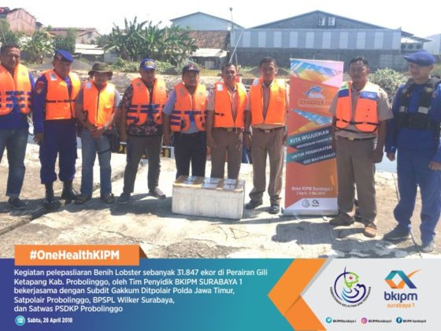 Lagi, BKIPM Surabaya1 lepas liarkan puluhan ribu benih lobster senilai 4M di Perairan Gili