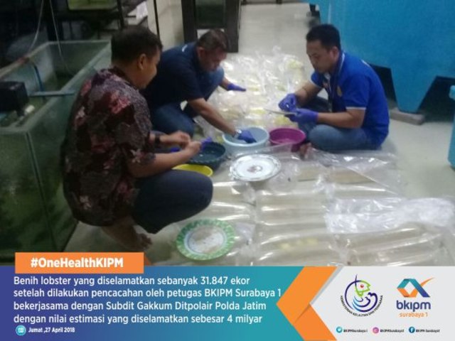 Lagi, BKIPM Surabaya1 lepas liarkan puluhan ribu benih lobster senilai 4M di Perairan Gili (1)