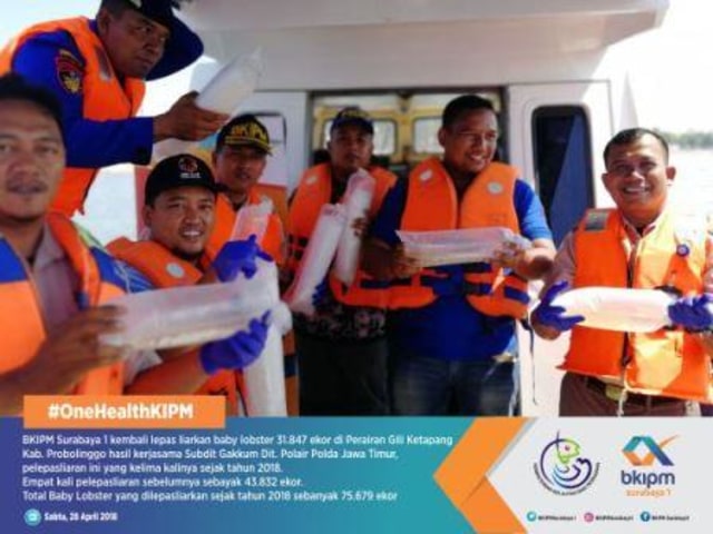 Lagi, BKIPM Surabaya1 lepas liarkan puluhan ribu benih lobster senilai 4M di Perairan Gili (2)