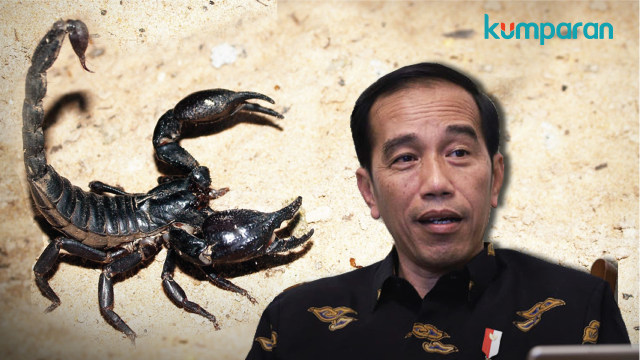 Jokowi bicara soal racun kalajengking (Foto: Putri Sarah Arifira/kumparan)
