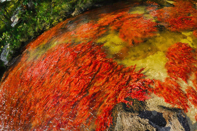 Sungai dengan tanaman berwarna merah (Foto: Wikimedia Commons)