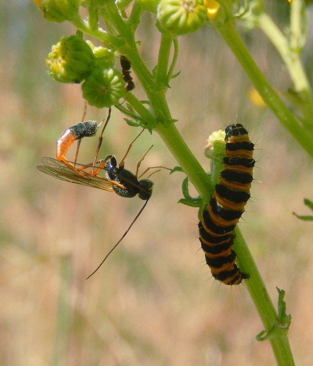 Tawon parasit (kiri) mengintai larva ngengat. (Foto: Ian Alexander via wikimedia commons)