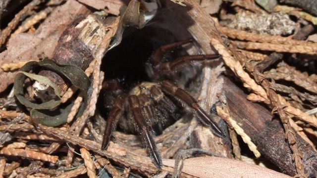 Sarang laba-laba penjebak Australia. (Foto: Johan C.G. Fagerholm via wikimedia commons)