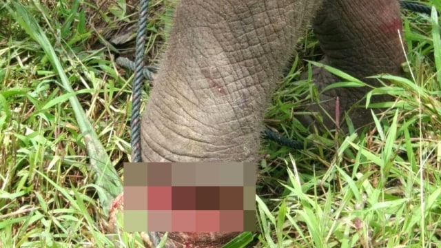 Kaki bayi gajah nyaris putus terkena jerat. (Foto: Dok. BKSDA )