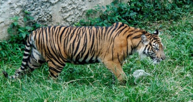 Harimau Kembali Muncul di Ladang Warga Kerinci, Seekor Anjing Diterkam 