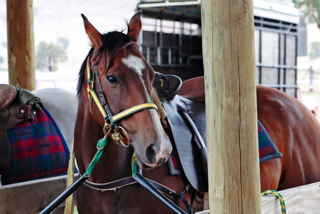 Ekspresi Wajah Kuda Kumparan Com