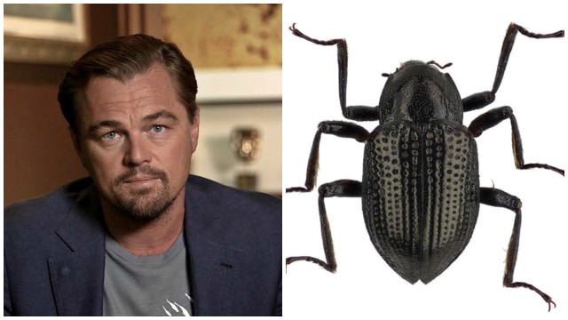 Leonardo DiCaprio jadi nama kumbang. (Foto: Instagram Leonardo DiCaprio, Hendrik Freitag)