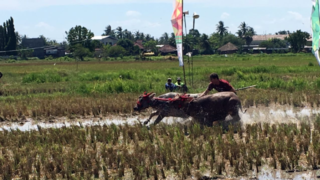 Karapan Kerbau di Sumbawa. (Foto: dok. M. Aji Surya)