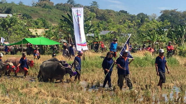 Karapan Kerbau di Sumbawa. (Foto: dok. M. Aji Surya)