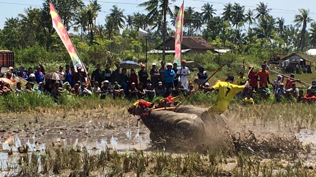 Karapan Kerbau di Sumbawa. (Foto: dok. M. Aji Surya)