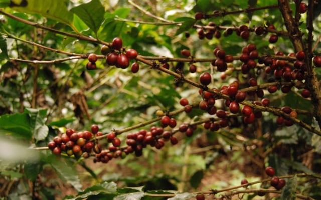 Kopi Arabika Typica (Foto: flickr/ Mayorga Coffee)