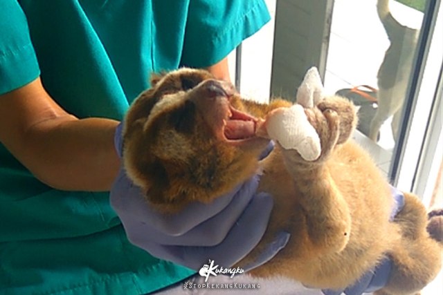 Kukang Vinka saat sedang diperiksa dokter hewan. (Foto: Dok. Kukangku)