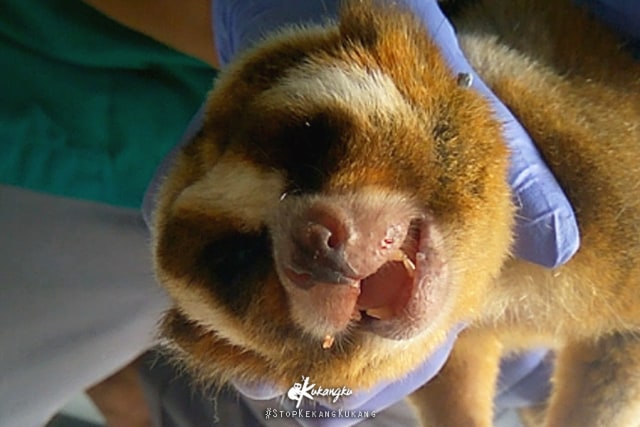 Kukang Vinka saat sedang diperiksa dokter hewan. (Foto: Dok. Kukangku)