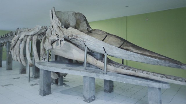Tulang ikan Paus Sperma di Museum Paus Tidung (Foto: Tomy Wahyu Utomo/kumparan)
