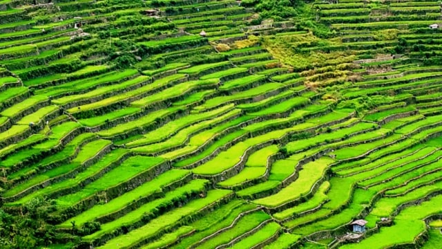 Keindahan Banaue Rice Terraces (Foto: Flickr / Loveleen De)