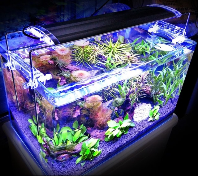 45 Cara Dekorasi Aquarium Air Tawar HD Terbaru