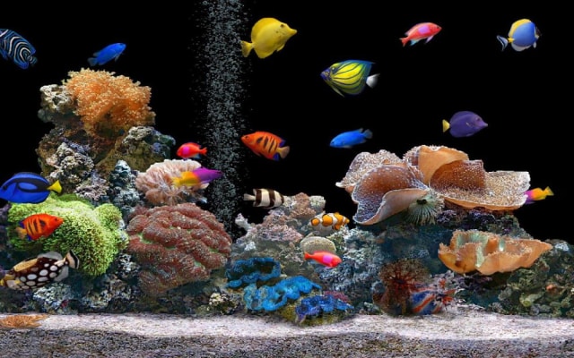 62 Gambar Aquarium Air Laut Kekinian
