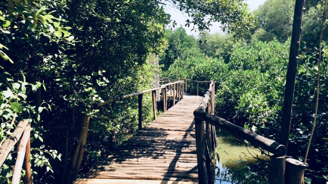 Mangrove di Taman Wisata Alam Angke Foto: Shika Arimasen Michi/kumparan