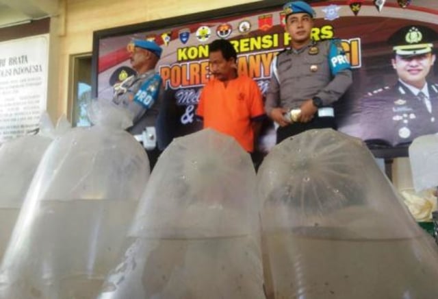 Polisi Gagalkan Pengiriman Benih Lobster Ilegal Beromzet Rp 1,2 Miliar