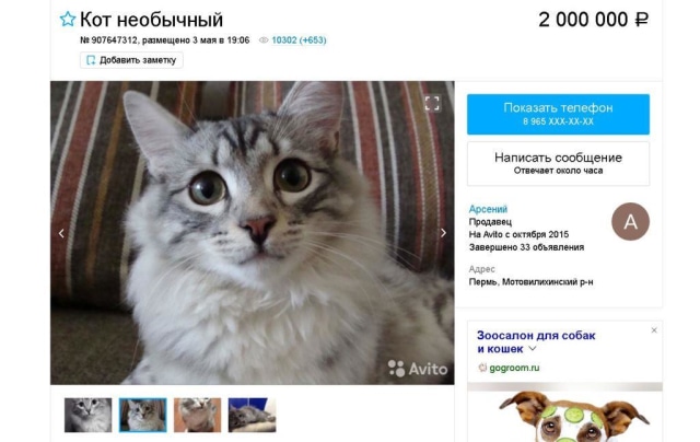 Dianggap Punya Kekuatan Gaib, Seekor Kucing Dijual Seharga 446 Juta Rupiah