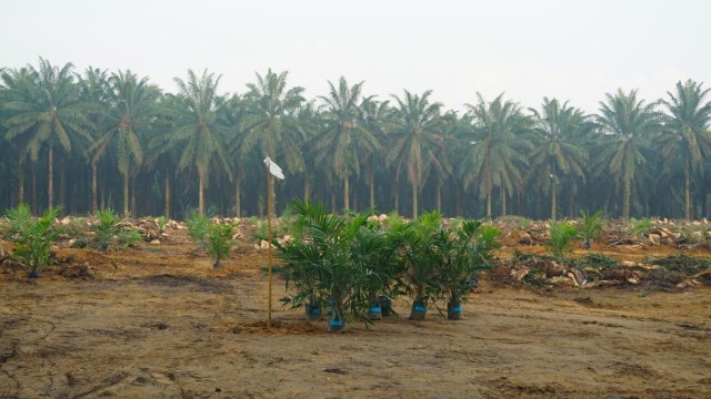 Launching penanaman peremajaan kebun kelapa sawit (Foto: Aprilandika Hendra/kumparan)