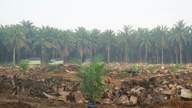 Launching penanaman peremajaan kebun kelapa sawit (Foto: Aprilandika Hendra/kumparan)