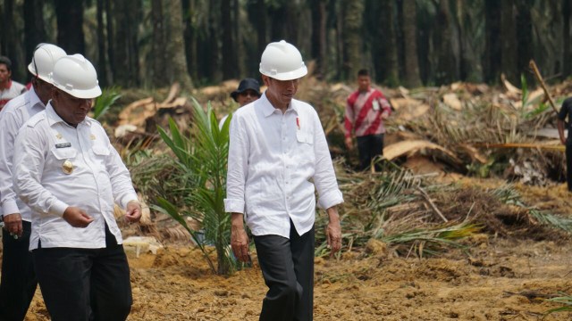 Jokowi di launching peremajaan kebun kelapa sawit. Foto: Aprilandika Pratama/kumparan