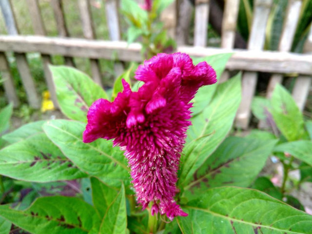 7 Bunga Yang Cocok Ditanam Di Daerah Tropis Kumparan Com
