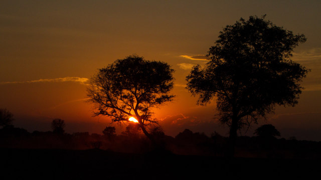 Safari di Botswana (Foto: Flickr/Thomas Retterath)