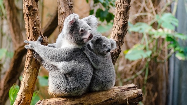 Koala terancam punah akibat penyakit klamidia. (Foto: Skeeze via PIxabay)