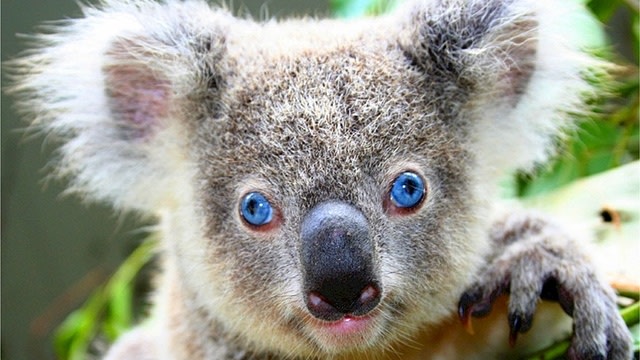 Koala terancam punah akibat penyakit klamidia. (Foto: Skeeze via PIxabay)