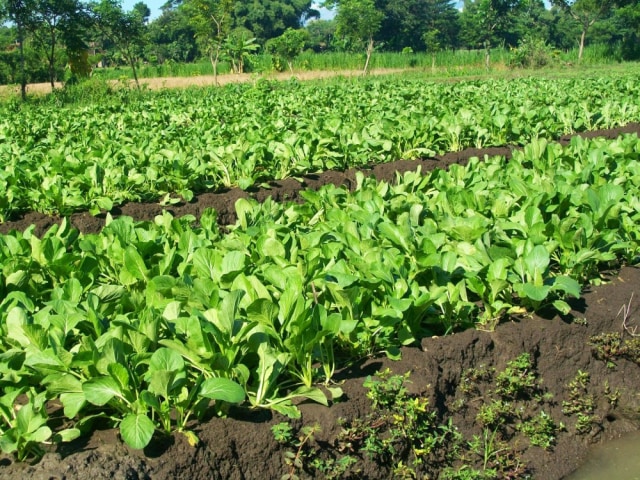 Macam-Macam Tanaman Hortikultura Yang Bisa Ditanam di Rumah (4)