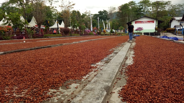 Hamparan biji cokelat di Banyuwangi (Foto: Achmad Rafiq/kumparan)