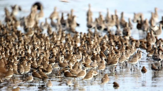 Burung migran berkumpul. (Foto: Yus Rusila Noor)