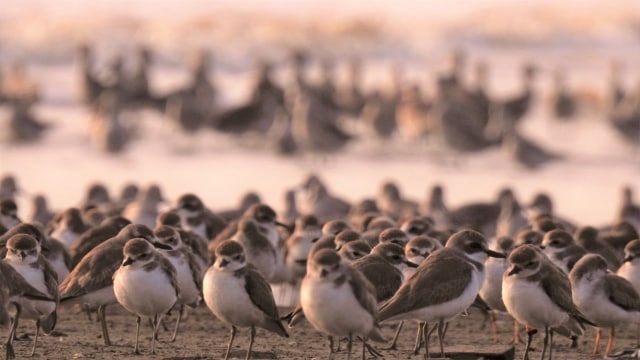 Burung migran sedang mengunjungi Jambi (Foto: Yus Rusila Noor)