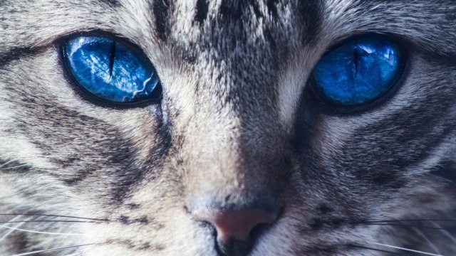 Alasan Kucing Punya Mata Unik Dan Menyeramkan Kumparan Com