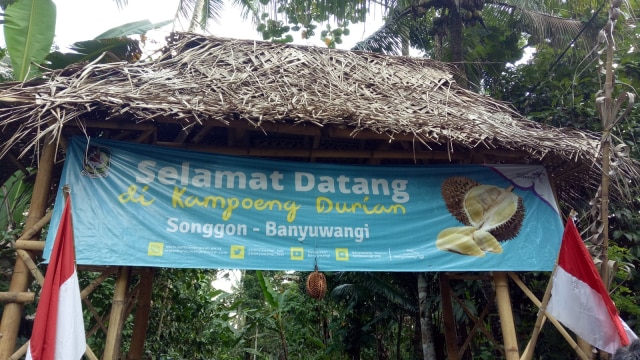 Suasana menikmati durian di Songgon (Foto: Achmad Rafiq/kumparan)