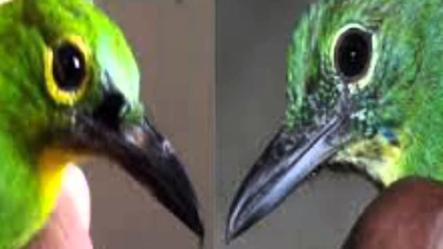 Cara Membedakan Burung Cucak Ijo | kumparan.com