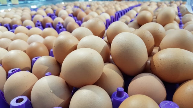 Harga Telur Terus Melambung, BKPP Tandaskan Stok Telur di Yogyakarta Aman