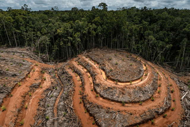 Tanah Papua, Masihkah Menjadi ‘Surga’ Keanekaragaman Hayati?