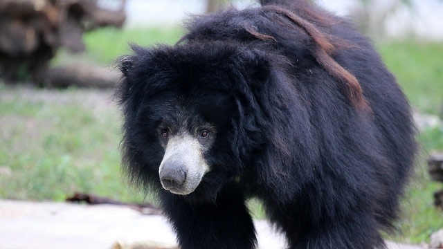 Beruang hitam Asia (Foto: cuatrok77 via Flickr)