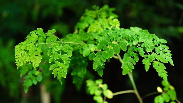 Daun Kelor (Foto: Thinkstock)