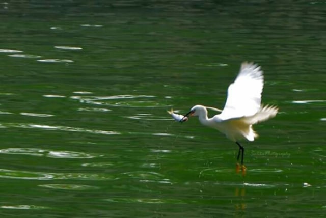 Keindahan Sayap Bangau Di Sepanjang Sungai Tai Po Kumparan Com