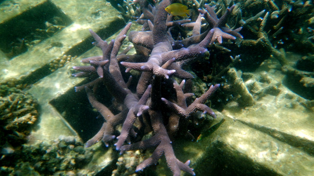 Kawasan terumbu karang terbaik kedua di Indonesia (Foto: Dok. Konservasi Terumbu Karang Tidung)