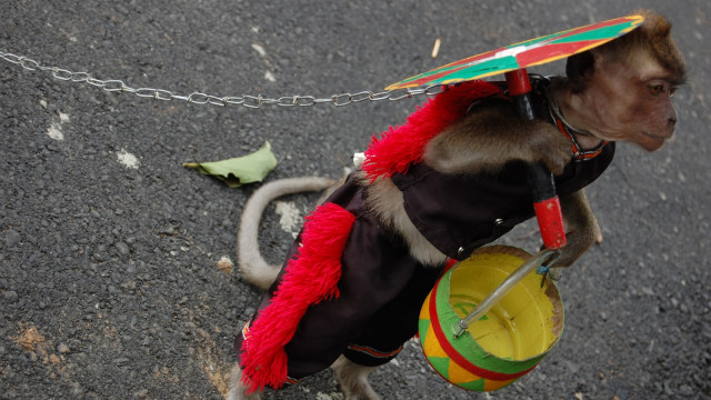 Topeng Monyet Dilarang Tampil karena Ancaman Zoonosis, Apakah Itu?  (44571)